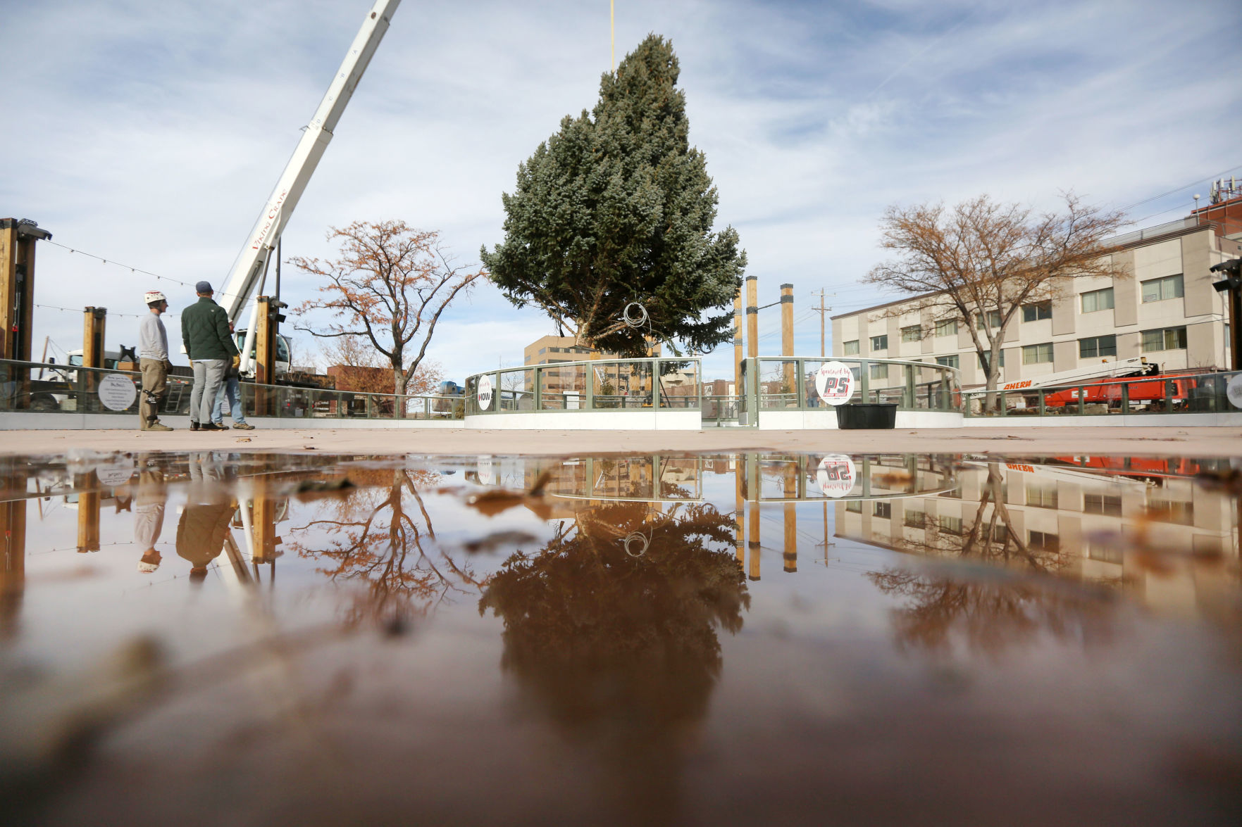 David Street Christmas Tree